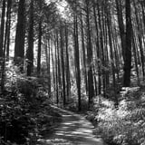 油山市民の森　ハイキングコース