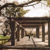 舞鶴公園　さくらまつり