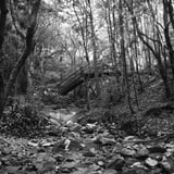 油山市民の森　水の森　ウグイス橋