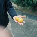 家族とみかん狩り