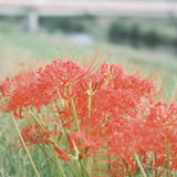彼岸花