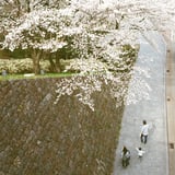 あの日みたさくら　おぼえているかい