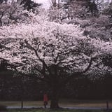 紅の人
