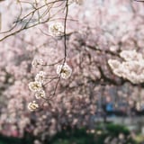ほどける春