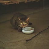 きみたちが穏やかに暮らせますように