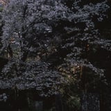 櫻の樹の下には...