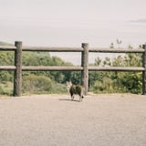 ねことフィルムだって、、、よんだ？
