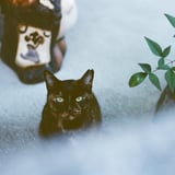 ハナ