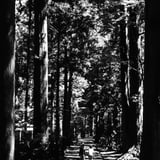 立山杉の参道