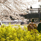 あの日見た桜　覚えてようね