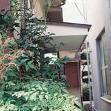 くすんだ緑