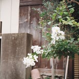 白い花