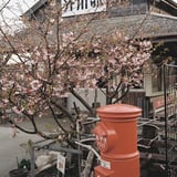 外川駅の桜
