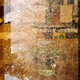 White rust