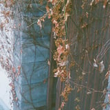 rust