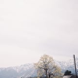 白馬の春