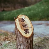 水仙郷...