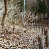 落ち葉...🍂