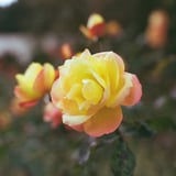 YELLOW...