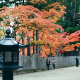 今年は何処に撮りに行こうかな...