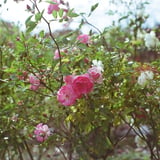薔薇だよ...