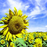 太陽の光をいっぱい浴びたヒマワリ🌻