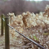 紫陽花なのです...