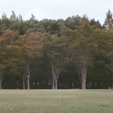 紅葉はまだですか...