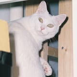 見返り猫