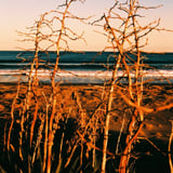 海岸