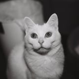 どこを見る