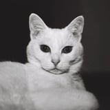 白の主張