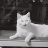 悪い顔