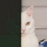 ハーフ
