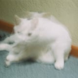 分身！