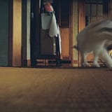 のびのびキャット