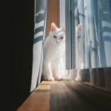 窓辺キャット
