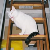舐め猫