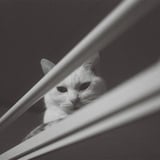 見てます