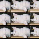 9匹