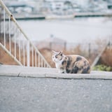 浜の町のねこ。