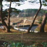 風なびく。