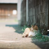 春っていいね