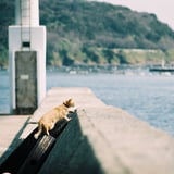 漁港のネコ