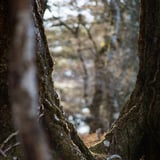 樹々の間を