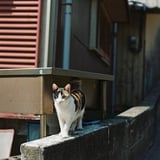 島の猫