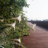 朝の散歩
