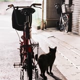 朝の散歩で