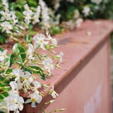 テイカカズラの花