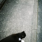 ネコとオートハーフ